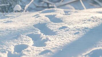 a impressões do pequeno animal faixas entrecruzar entre neve rolos evidência do seus curiosidade video