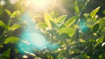 luz solar filtros através a delicado folhas do a erva jardim Onde a ingredientes para exótico ervas misturas pode estar encontrado oferta uma verdadeiramente autêntico chá experiência video