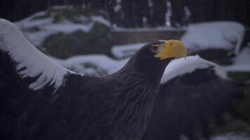 vicino super lento movimento ritratto di grande americano aquila, falco o Calvo aquila nel inverno nevicata. 4k alto qualità lento movimento crudo metraggio video