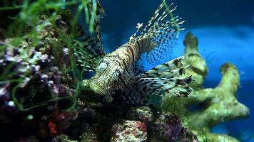 cerca arriba de un pescado en un acuario video