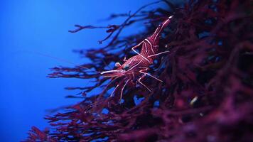 Close-Up of a Shrimp in an Aquarium on Sea Anemone. 4k slow motion underwater cinematic real video