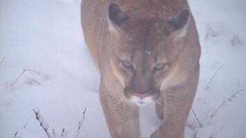 kanadisch Puma, Puma Concolor Jagd im Tierwelt beim Kanada Wald im Winter Morgen Schneefall. 4k 120fps Super schleppend Bewegung roh Aufnahmen video