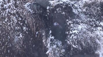 Large Animal Standing in Snow Covered Ground video