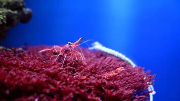 Close-Up of a Shrimp in an Aquarium on Sea Anemone. 4k slow motion underwater cinematic real video