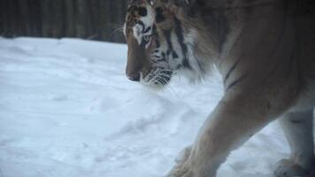 4k120 fps súper lento movimiento de grande masculino siberiano amur tigre, panthera tigris altaica en frío invierno bosque después nevada , nacional parque leopardo tierra, 4k 120 fps lento movimiento crudo video