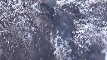 Snow-covered Elephant Standing in the Winter Snow video