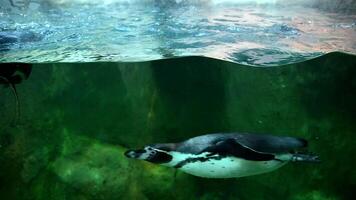 par av pingvin simning i kristall klar kall vatten. 4k filmiska långsam rörelse video