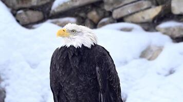 kahl Adler Stehen im Schnee durch Stapel von Felsen. 4k filmisch roh Tierwelt Super schleppend Bewegung 120 fps video