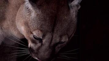 lindo canadense puma, Puma concolor comer cru carne durante queda de neve dentro nacional parque. 4k 120fps super lento movimento cru cenas video