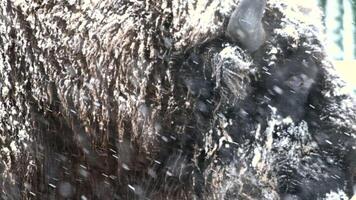 Close Up of a Bison in the Snow video