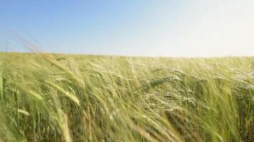 ears of wheat on field during sunset. wheat agriculture harvesting agribusiness concept. walk in large wheat field. large harvest of wheat in summer on the field landscape lifestyle video