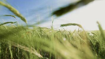 oren van tarwe Aan veld- gedurende zonsondergang. tarwe landbouw oogsten agribusiness concept. wandelen in groot tarwe veld. groot oogst van tarwe in zomer Aan de veld- landschap levensstijl video