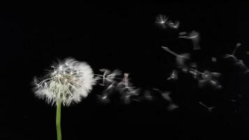 Amazing Macro Shot of Dandelion being blown in super slow motion on black background. Filmed on high speed cinematic camera at 1000 fps. High quality FullHD footage video