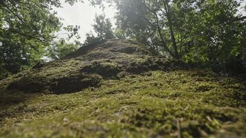 Bottom view of an old tree trunk on the background of summer forest with green foliage. Action. Close up of a tree trunk covered by moss. video