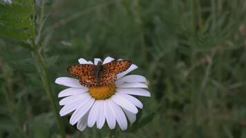 une magnifique camomille grandit dans une champ et insectes crawl sur il. créatif. une fleur avec blanc pétales et une Jaune centre. insectes sont sur le fleur. le vent coups une fleur croissance dans une clairière video