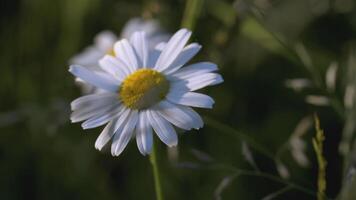 een mooi kamille groeit in een veld. creatief. een bloem met wit bloemblaadjes en een geel centrum. de wind slagen een bloem groeit in een opruimen video