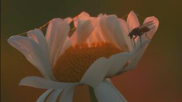 une magnifique camomille grandit dans une champ et insectes crawl sur il. créatif. une fleur avec blanc pétales et une Jaune centre. insectes sont sur le fleur. le vent coups une fleur croissance dans une clairière video