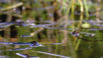 A beautiful reservoir near greenery and wetlands. CREATIVE. Reeds near the reservoir in spring. Flies fly around the pond and grass grows video