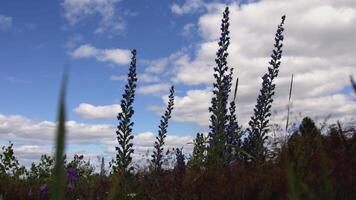 mooi heide gras zwaait in de wind tegen de lucht. creatief. dichtbij schot Purper bloemen in de groen gras Aan de veld. blauw lucht en wolken Aan een bloeiend veld- van gras video