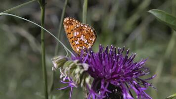 A beautiful chamomile grows in a field and insects crawl on it. CREATIVE. A flower with white petals and a yellow center. Insects are on the flower. The wind blows a flower growing in a clearing video