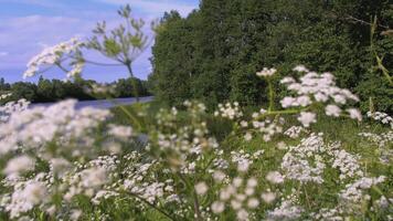 veel klein wit bloemen in de weide. creatief. gras zwaait in de voorgrond met wit bloemen. in de achtergrond Daar is een vijver en een Woud video