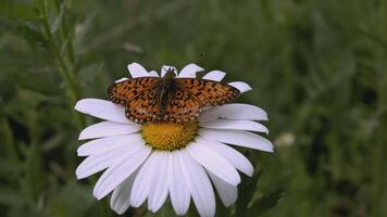 une magnifique camomille grandit dans une champ et insectes crawl sur il. créatif. une fleur avec blanc pétales et une Jaune centre. insectes sont sur le fleur. le vent coups une fleur croissance dans une clairière video