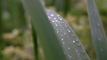 Green leaf with dew. CREATIVE. Close shot with dew after rain on a long leaf. Several beautiful green leaves on the background of a meadow video