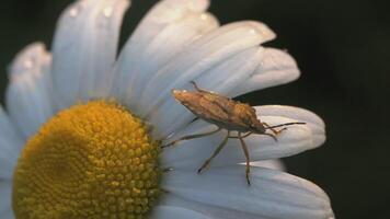 A beautiful chamomile grows in a field and insects crawl on it. CREATIVE. A flower with white petals and a yellow center. Insects are on the flower. The wind blows a flower growing in a clearing video