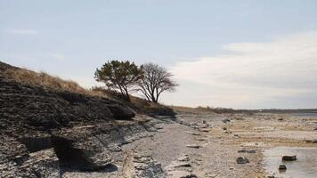 twee bomen Aan een geplaveide strand Bij oland eiland, vakantie bestemming in Zweden video