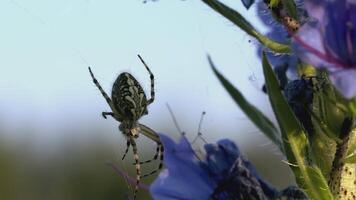 Spider crawl on a beautiful blue flower. CREATIVE. A flower with blue petals in a meadow. Insects are on the flower. The wind blows a flower growing in a clearing video