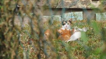 égarer ou sauvage maman chat avec chatons, vu par clôture, la poêle coup video