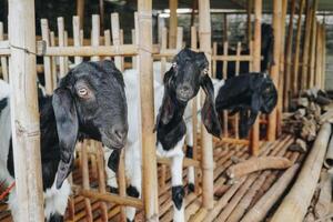 Portrait of traditional cage made from wood and bamboo in Indonesia rural area with goat or lamb inside photo