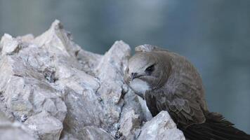 Comune veloce riposo su un' roccia dopo caduta in acqua, vicino su video