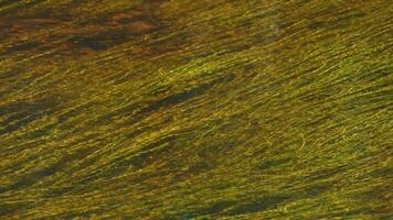 Underwater Plants Growing in River, Slow Motion video