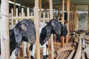 Portrait of traditional cage made from wood and bamboo in Indonesia rural area with goat or lamb inside photo