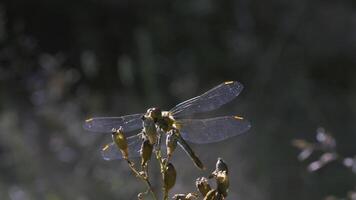 Dragonfly on a flower. CREATIVE. Close shot with a yellow flower and a dragonfly against a green meadow. Dragonfly flies and sits on a branch against a brown field video