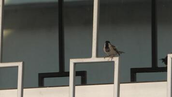 perching Casa passero cinguettio nel urbano la zona, statico Visualizza video