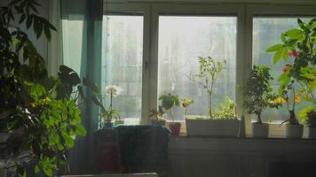 appartement vol van groen planten met zonlicht schijnend door venster video