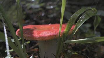 russula in de Woud in de regen. creatief. dichtbij schot met dauw gedurende regen Aan een roze paddestoel. een paddestoel van de russula familie groeit in de regen in een groen Woud in de achtergrond video