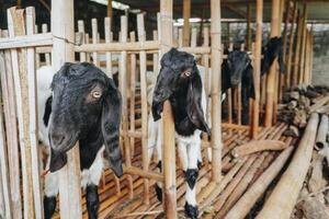 Portrait of traditional cage made from wood and bamboo in Indonesia rural area with goat or lamb inside photo