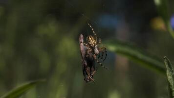 Close-up of spider eating fly. Creative. Spider wraps insect in web for food. Spider on web with victim in summer meadow video