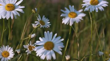 A beautiful chamomile grows in a field. CREATIVE. A flower with white petals and a yellow center. The wind blows a flower growing in a clearing video