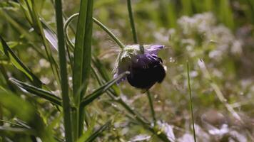 uma abelha em uma flor. criativo. uma fechar tiro do uma azul-violeta flor e uma abelha contra uma verde Prado. uma gordo shiel dobrado uma flor em a gramado video