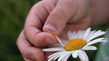 The boy holds a white-green flower in his hands. CREATIVE. A close shot of a child's hand and a flower. The hand tears off the white petals from the yellow head of the flower video