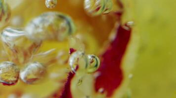 Extreme close up of red and yellow flower with airdrops. Stock footage. Natural background with a bright flower petals underwater. video