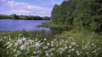 de jongen loopt door de weide met bloemen. creatief. achterzijde visie van een kind rennen door een veld- van madeliefjes. een kind in blauw kleren loopt door de hoog gras met madeliefjes video