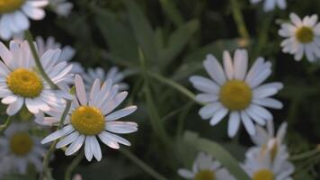 un hermosa manzanilla crece en un campo. creativo. un flor con blanco pétalos y un amarillo centro. el viento golpes un flor creciente en un claro video