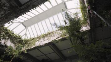 Beautiful garden view from below. Action. A bright bright room with interesting plants that decorate everything inside and a transparent glazed roof. video