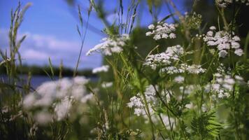 The boy runs through the meadow with flowers. CREATIVE. Rear view of a child running through a field of daisies. A child in blue clothes runs through the tall grass with daisies video