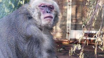 cerca arriba ver de un macaco mono comiendo alguna cosa a un reservar. acción. linda mono masticación y explorador paisaje alrededor. video